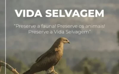 Descubra a magia da vida selvagem nas Arribas do Douro!